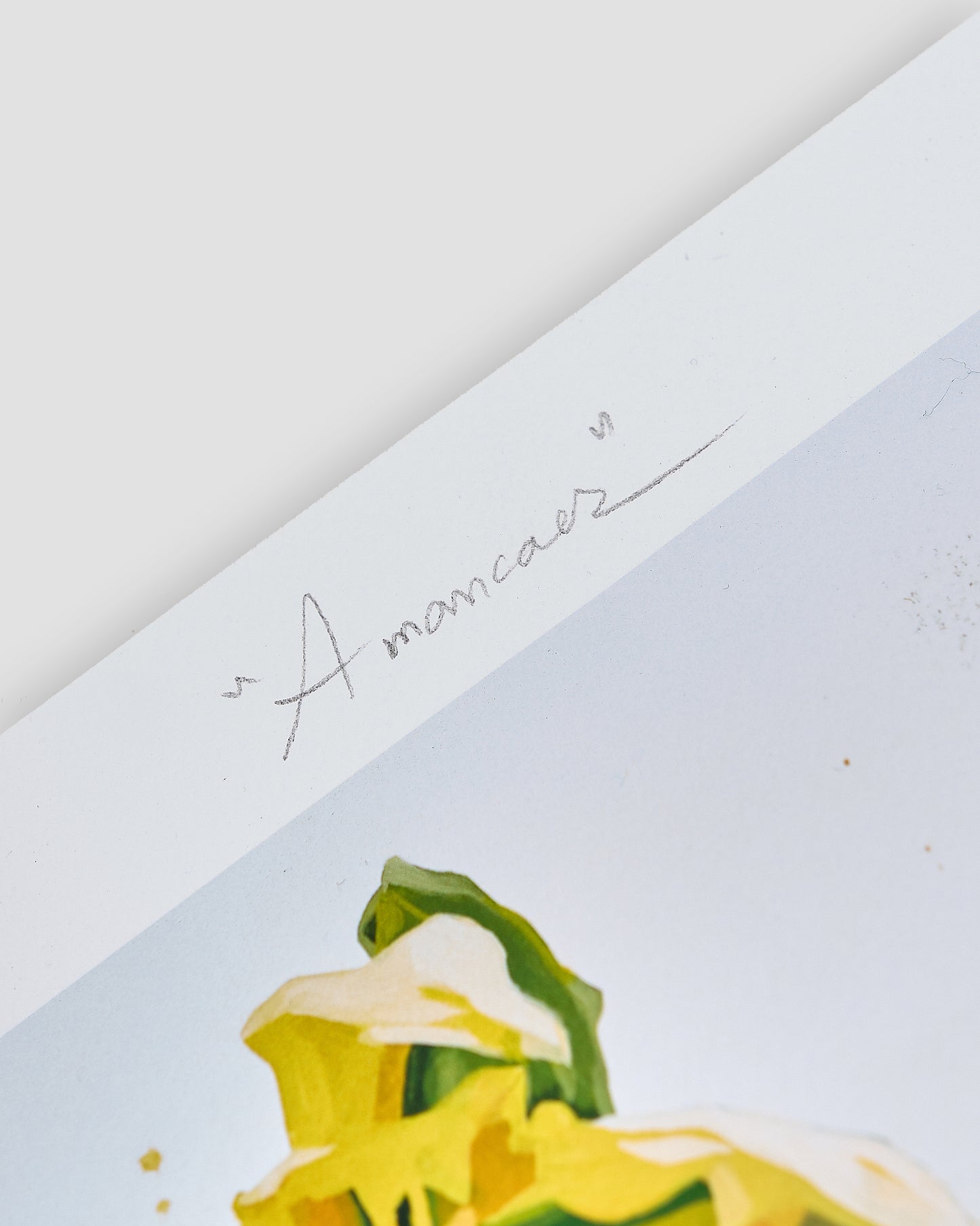 Amancaes / Limited Edition Giclée