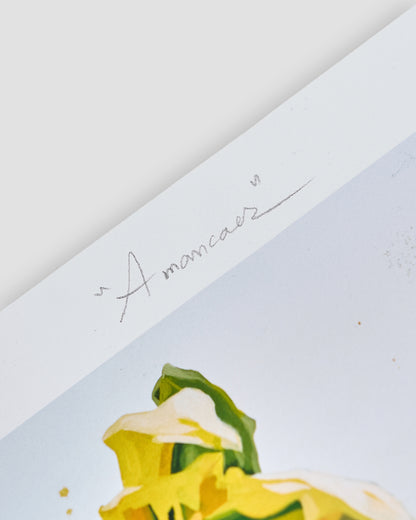 Amancaes / Limited Edition Giclée